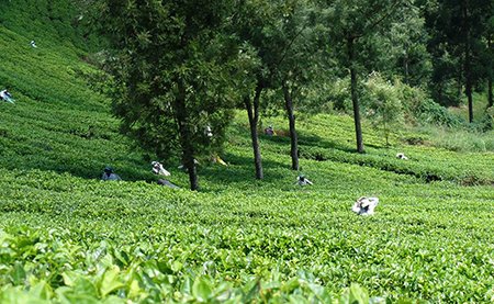 tea estate guided walk